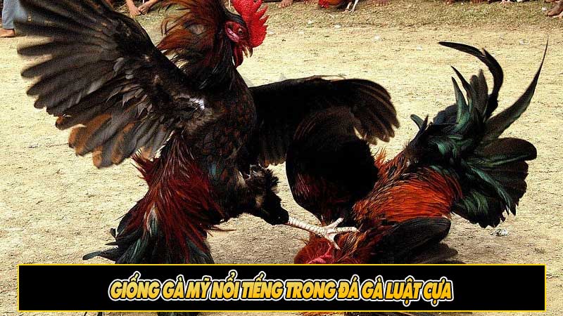 Giống gà Mỹ nổi tiếng trong đá gà luật cựa