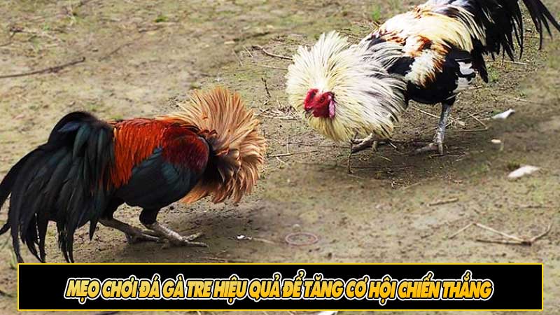 Mẹo chơi đá gà tre hiệu quả để tăng cơ hội chiến thắng